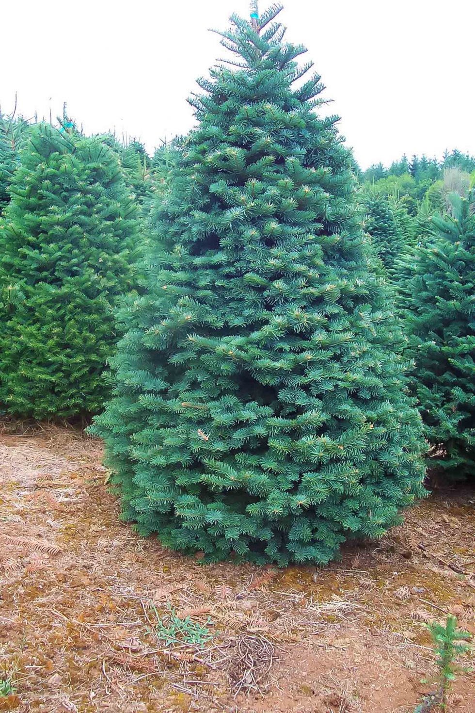 Wests Tree Farm Choose and Cut Christmas Trees Lebanon Oregon